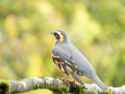 varied thrush 6 small